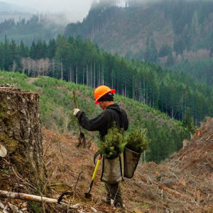 Sustainable Forest Management Washington Communities And Schools Network   Wcsn Inline Sustainable Forestry Sustained Yield Replanting 300x300 